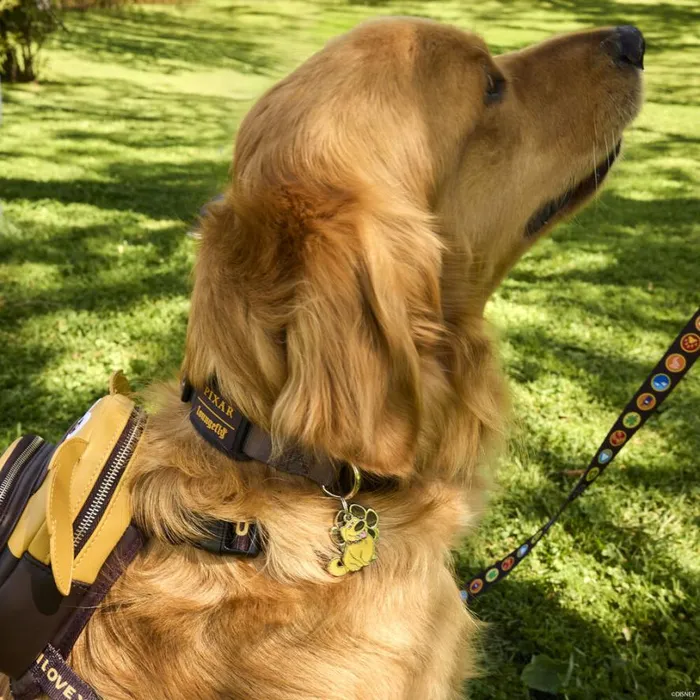 Up 15th Anniversary Dug Dog Collar Unisex Loungefly Pet Accessories Up 15th Anniversary Dug Dog Collar Unisex Loungefly Pet Accessories